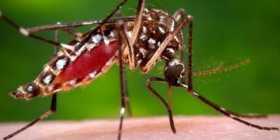 Upstate to host conference on combating mosquito-borne illness